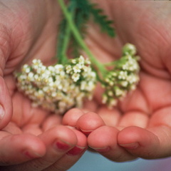 Hands with Yarrow